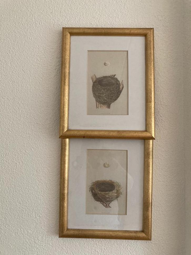 Schilderij Vogelnest van Vink en/of Zwartkop vogel 28x34 cm, Huis en Inrichting, Woonaccessoires | Schilderijen, Tekeningen en Foto's