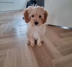 Cavapoo pup, Reu, 8 tot 15 weken, Eén hond, Klein