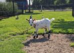Mooi gecastreerd bokje, Dieren en Toebehoren, Schapen, Geiten en Varkens, Mannelijk, Geit, 0 tot 2 jaar
