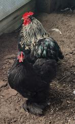 Cochin kriel hen en haan kippen, Dieren en Toebehoren, Pluimvee, Meerdere dieren, Kip