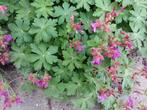 Verschillende tuinplanten 1 euro per stuk, Ophalen of Verzenden, Voorjaar