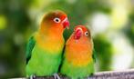 2 dwergpapagaaien tekoop zonder kooi, Dieren en Toebehoren, Vogels | Parkieten en Papegaaien, Meerdere dieren, Dwergpapegaai of Agapornis