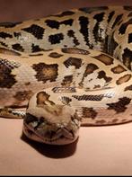 Leopard th albino green graniet pos caramel, Slang