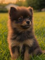 Pomeranian 4 maanden, Dieren en Toebehoren, Keeshond, 15 weken tot 1 jaar, CDV (hondenziekte), Teef