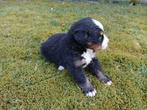 Berner sennen  pups ,, CDV (hondenziekte), 8 tot 15 weken, Groot, Meerdere
