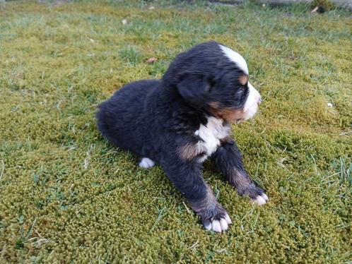 Berner sennen  pups ,, Dieren en Toebehoren, Honden | Niet-rashonden, Groot, Meerdere dieren, Particulier, Meerdere, Nederland