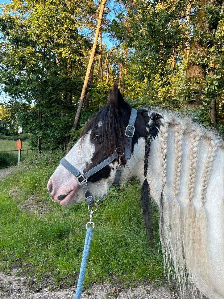 Bijrijder gezocht, Dieren en Toebehoren, Overige Dieren, Vrouwelijk, Maart
