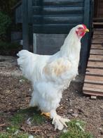 Brahma haan zoekt eigen toom, Dieren en Toebehoren, Pluimvee, Mannelijk, Kip
