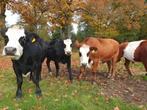 te koop 5 mooie ossen, Dieren en Toebehoren, Runderen, Mannelijk, 3 tot 6 jaar
