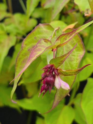 Leycesteria Formosa - Biologisch - Fazantenbes, karamelbes beschikbaar voor biedingen