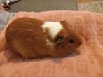 Cavia beertje zoekt nieuwe baasjes, Cavia, Mannelijk, Juli, Tam