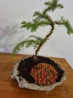 Kamer den  bonsai Araucaria, Huis en Inrichting, Kamerplanten, Minder dan 100 cm, Ophalen of Verzenden, In pot, Groene kamerplant