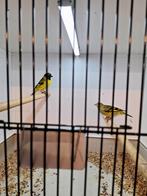 Zwartkopsijs, Meerdere dieren