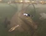 Complete kweekgroep panda endler guppen, Dieren en Toebehoren, Vissen | Aquariumvissen, Vis