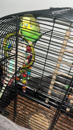 Parkieten, Dieren en Toebehoren, Vogels | Parkieten en Papegaaien, Meerdere dieren, Parkiet