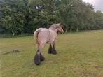 Trekpaard merrie, Dieren en Toebehoren, Merrie, 160 tot 165 cm, 11 jaar of ouder, Recreatiepaard