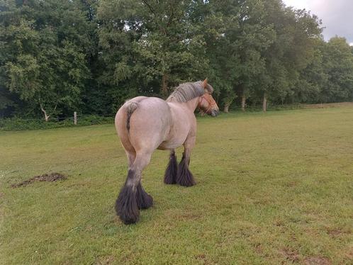 Trekpaard merrie, Dieren en Toebehoren, Paarden, Merrie, 160 tot 165 cm, 11 jaar of ouder, Recreatiepaard, Met stamboom, Gechipt