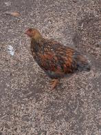 Grote wyandotte hennen in goudblauw en goudzwart gezoomd, Vrouwelijk, Kip