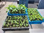 Verschillende Surinaamse Plantjes (Biologisch), Tuin en Terras, Planten | Tuinplanten, Ophalen, Volle zon, Groenteplanten, Eenjarig