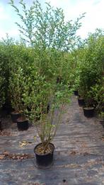 Liguster, Tuin en Terras, Ophalen, Liguster, Struik, 100 tot 250 cm