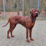 Dekreu Rhodesian Ridgeback, prachtige reu met stamboom, Rabiës (hondsdolheid), Reu, 1 tot 2 jaar, Meerdere