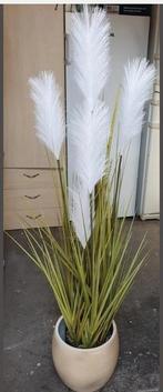 Hoge kunst sierplant pluim, Ophalen, Zo goed als nieuw