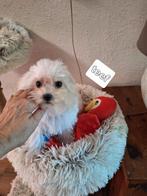 Maltipoo, Dieren en Toebehoren, Honden | Niet-rashonden, CDV (hondenziekte), 8 tot 15 weken, Meerdere, Meerdere dieren