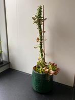 euphorbia monadenium stapelioides plant + stekken 45 cm, Ophalen, Overige soorten, Minder dan 100 cm