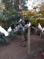 Sierduiven, Dieren en Toebehoren, Pluimvee, Meerdere dieren, Overige soorten