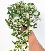 Epipremnum n’ joy wetsticks met groei, Ophalen of Verzenden, Halfschaduw, Minder dan 100 cm