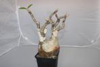Pachypodium rosulatum ssp. Gracilius, Huis en Inrichting, Vetplant, Ophalen of Verzenden, Minder dan 100 cm, Volle zon