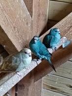 Jonge blauwe kakariki pop, Dieren en Toebehoren, Vrouwelijk, Parkiet, Geringd
