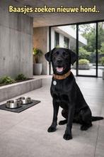 Gezocht... Zwarte Labrador of Rhodesian Ridgeback, Reu, Labrador retriever, Parvo, Eén hond