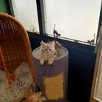 Maine Coon kittens  nog drie poesjes beschikbaar, Dieren en Toebehoren, Katten en Kittens | Raskatten | Langhaar, Meerdere dieren