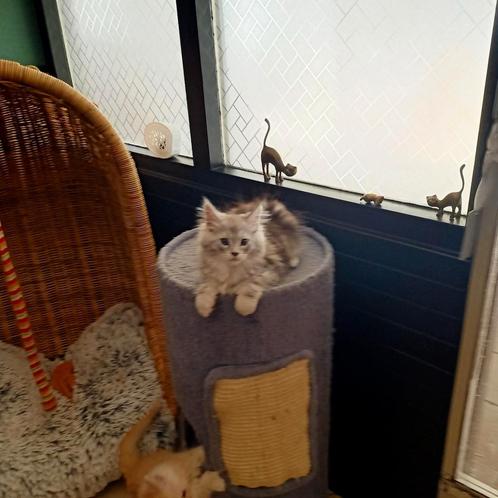 Maine Coon kittens  nog drie poesjes beschikbaar, Dieren en Toebehoren, Katten en Kittens | Raskatten | Langhaar, Meerdere dieren
