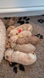 Labradoodle pups, Overige rassen, 8 tot 15 weken, Parvo, Meerdere