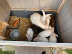 Konijntjes wit, Dieren en Toebehoren, Meerdere dieren, Kip
