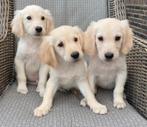 Prachtige GOLDEN RETRIEVER pups - reutjes, Nederland, Reu, 8 tot 15 weken, Meerdere