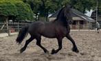 Friese Hengst stamboom, Hengst, Met stamboom, 3 tot 6 jaar