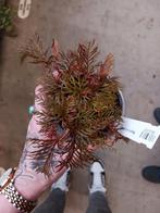 Begonia Bipinatifida plant p10, Huis en Inrichting, Overige soorten, Minder dan 100 cm, Ophalen of Verzenden, Halfschaduw