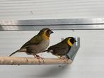 Cubavinken tekoop, Dieren en Toebehoren, Vogels | Overige Vogels, Meerdere dieren