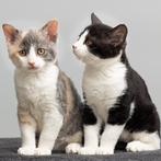 Twee German Rex kittens zoeken nieuw huis, Dieren en Toebehoren, Katten en Kittens | Raskatten | Korthaar, Poes, Gechipt, 0 tot 2 jaar