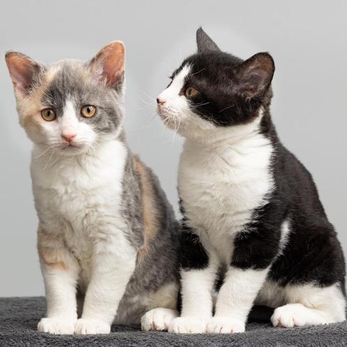 Twee German Rex kittens zoeken nieuw huis, Dieren en Toebehoren, Katten en Kittens | Raskatten | Korthaar, Poes, 0 tot 2 jaar