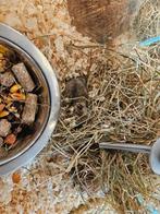 Cricetulus griseus Chinese Dwerg Hamster, Dieren en Toebehoren, Knaagdieren, Augustus, Vrouwelijk, Hamster