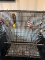 grasparkiet met kooi, Dieren en Toebehoren, Vogels | Parkieten en Papegaaien, Mannelijk, Parkiet, Tam