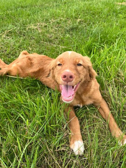 Lieve nova scotia duck tolling retriever teefje 6 maand, Dieren en Toebehoren, Honden | Retrievers, Spaniëls en Waterhonden, Teef