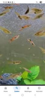 Jonge guppies