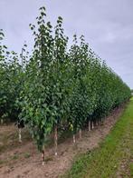 Zilver berk | Betula albosinensis 'Fascination', Tuin en Terras, Planten | Bomen, Overige soorten, Volle zon, Ophalen