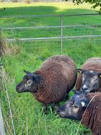 Beste overjarige Blauwe Texelaar dekram, Dieren en Toebehoren, Schapen, Geiten en Varkens, Mannelijk, Schaap, 0 tot 2 jaar