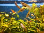 Guppies, Dieren en Toebehoren, Vis, Zoetwatervis